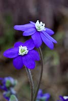 Hepatica nobilis 'Indigo Strain'