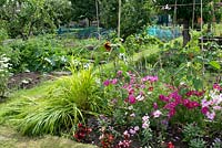 Allotment with vegetable beds, fruit trees, protective cloches, grass path and edged by flower border with Cosmos Begonia and sunflower in July. Marlborough Road allotment site, Flixton, Manchester. Open for the National Garden Scheme