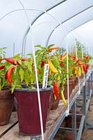 Rows of Chili 'Hungarian Hot Wax' growing in terracotta pots in a polytunnel in September