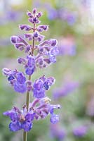 Nepeta 'Six Hills Giant'