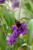 Red admiral butterfly - Vanessa atalanta feeding on Buddleja davidii 'Dartmoor'