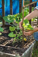 Manually assisting and encouraging Gourd 'Autumn Glory' to grow along metal frame. 