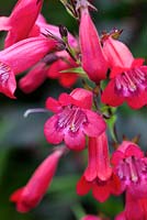 Penstemon 'Firebird'