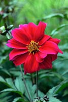 Dahlia 'Bishop of Canterbury'