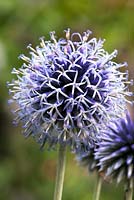 Echinops 'Taplow Blue'