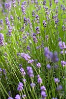 Lavandula angustifolia 'Munstead'