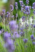 Lavandula angustifolia 'Munstead'