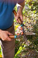 Man clipping barberry with hand shears in late summer.