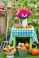 Summer arrangements in country garden; jug of perennials includes Dahlias, Echinacea purpurea, Persicaria 'Fitetail'. Cherry tomatoes. Colander of apples. Squash. Tomatoes. Garden tools.