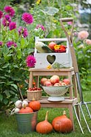 Summer arrangements on wooden steps in country garden; trug of harvested vegetables, Cherry tomatoes,  Colander of apples Malus 'Gravensteiner'. Squash. Tomatoes. garden tools.