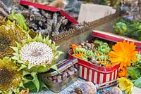 A selection of flower seed heads and seeds stored in vintage containers. Including Helianthus, Calendula, Papaver orientale, Phacelia. 