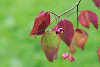 Euonymus oxyphyllus - Spindle tree - August - Gloucestershire