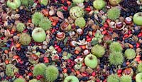 Foraged autumn woodland and hedgerow fruits, nuts and berries - September - Oxfordshire