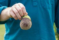 Pyrus with Monilinia fructicola -  Man holding a pear with brown rot - August - Oxfordshire