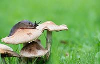 Slug crawling over wild mushrooms in the grass - August - Gloucestershire