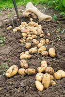 Lifting second early potatoes on allotment, 'Nicola', tubers drying on soil prior to bagging up.