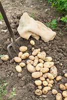 Lifting second early potatoes on allotment, 'Nicola', tubers drying on soil prior to bagging up.