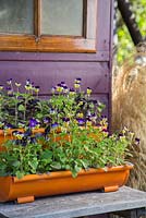 Plants include Ocimum basilicum 'Purpurascens' and Viola 'Johnny Jump Up'. 