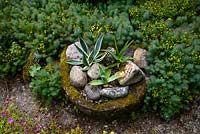 Euphorbia cyparissias 'Fen's Ruby' growing around stone trough containing Agave Americana variagata and Aloe arborescens, Dyffryn Fernant Garden