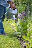 Woman watering Borago officinalis in an allotment plot