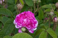 Rosa gallica 'Ambroise Parais'