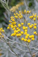 Helichrysum italicum in flower