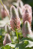 Trifolium rubens 'Peach Pink'