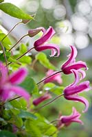 Clematis texensis 'Princess Diana'