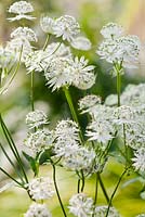 Astrantia major ssp. involucrata 'Shaggy' - Masterwort