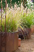 Pennisetum 'Red Buttons' in metal planter