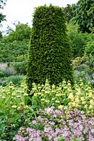Yew Cone, underplanted with Phlomis russeliana and Aquilegia chrysantha 'Yellow Queen' flowering in Summer