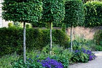 Carpinus betulus, pleached hornbeams providing screening in a driveway, underplanted with flowering Geranium magnificum in Summer