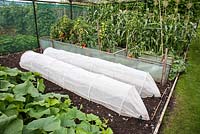 View of an allotment with rows of ripening Tomatoes 'Orkado' on the vine and vegetables with protective cloches and netting