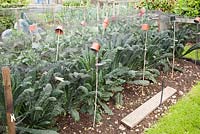 Allotment bed with kale 'cavolo nero' protected by black butterfly netting in September