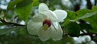 Magnolia sieboldii also know as Oyama Magnolia 