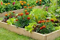 Flowers and vegetable in a raised bed including, Marigolds 'Honeycombe', Lettuce 'Suzan' and Beetroot 'Solo' in an urban garden
