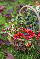 Decorative display in a basket containing Snowberry, Spindle, Dogwood, Rose hip, Hawthorn and Sloe.