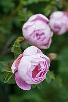 Rosa pimpinellifolia. 