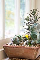 Plants include Cotyledon undulata, Lithops, Kalanchoe tubiflora, Astrophytum, Haworthia 'Spider White' and Cacti