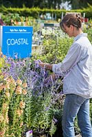 Female customer browsing Coastal themed plants at a garden centre. Scabiosa 'Butterfly Blue'
