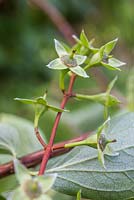 Pruning Philadelphus coronarius. Late Summer bud after flowers have fallen off