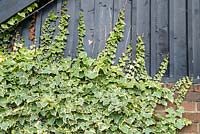 Hedera helix, growing up gable end of building