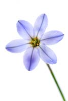 Ipheion 'Rolf Fiedler' AGM -  Spring starflower, April