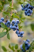 Vaccinium corymbosum 'Bluecrop' - Blueberry