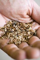 Yellow Rattle seeds