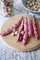 Fresh Borlotti beans and pods - Phaseolus vulgaris