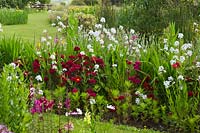Dianthus barbatus - Sweet William and Hesperis matronalis - Sweet Rocket in beds at Cae Newydd garden on the Isle of Anglesey, North Wales 
