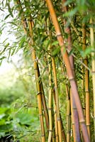 Phyllostachys vivax 'Aureocaulis'