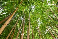 Phyllostachys vivax 'Aureocaulis'