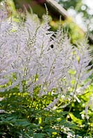 Astilbe 'Deutschland'